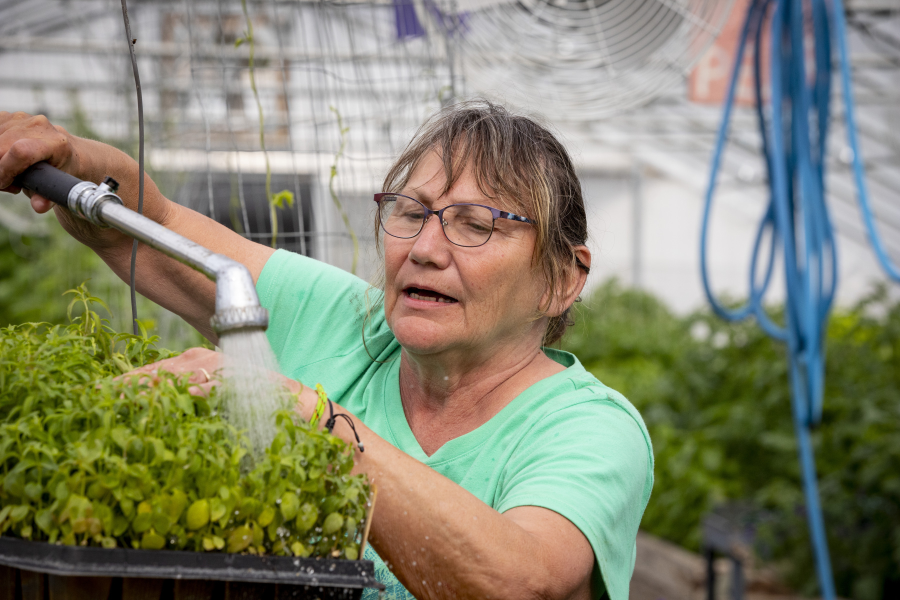 Volunteer watering plants in greenhouse Volunteer watering plants in greenhouse
