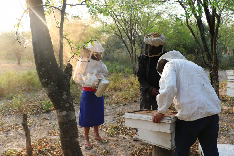 Beekeeping in Paraguay