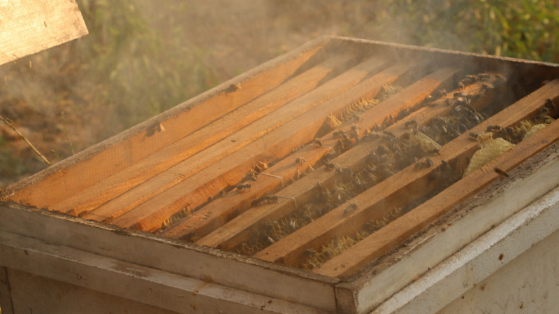 Beekeeping in Paraguay