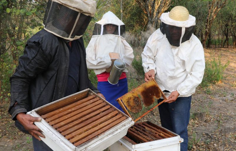 Beekeeping in Paraguay