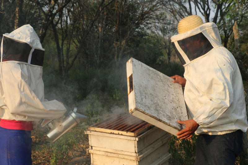 Beekeeping in Paraguay