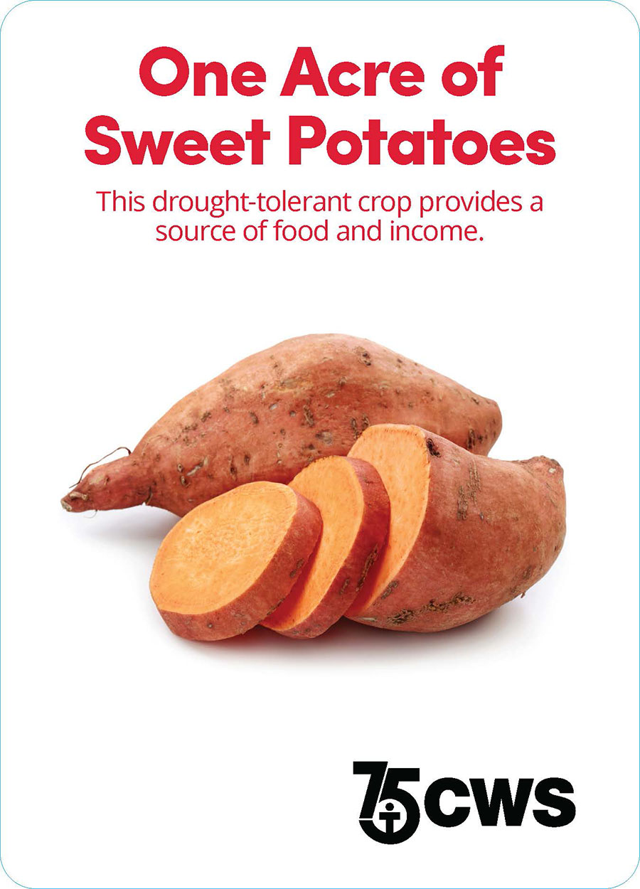 One Acre of Sweet Potatoes