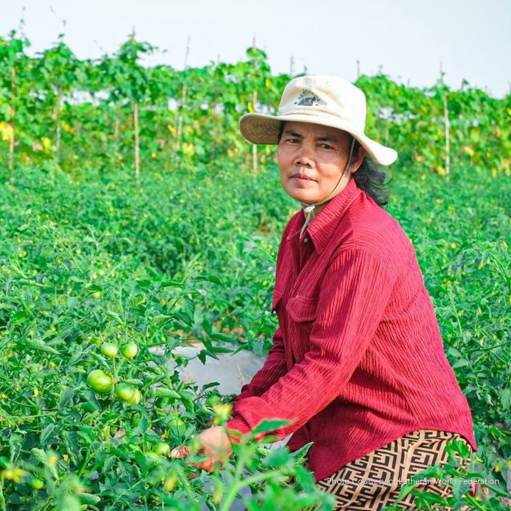 Featured image for “How Farmers in Cambodia Are Building Resilience Through Climate-Smart Agriculture ”